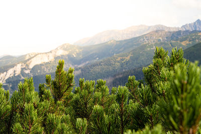 Mountain pine in tatras. mountains in the background