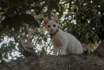 Portrait of dog sitting on rock