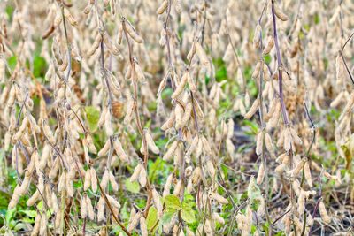 High angle view of corn field