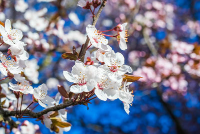 Close-up of white cherry blossom tree