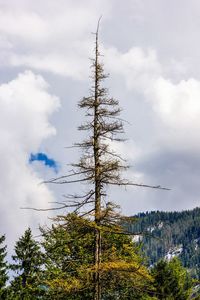 Low angle view of tree in forest against sky