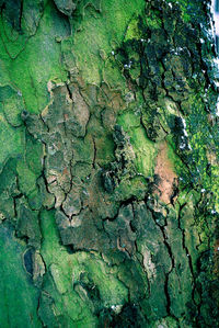 Full frame shot of weathered leaf