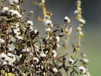 Close-up of white flowering plant