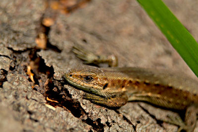 Close-up of lizard on rock