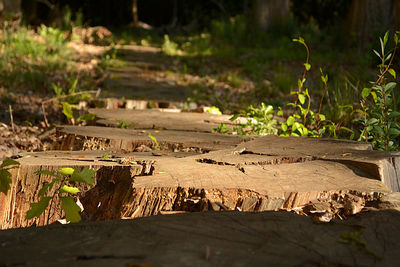 Close-up of wooden log on field in forest