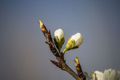 Close-up of flower buds against sky