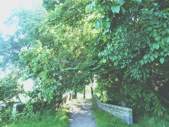 Plants growing on tree