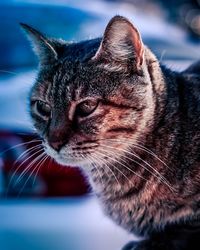 Close-up of a cat looking away