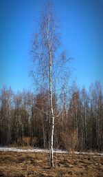 Bare trees on field against clear sky