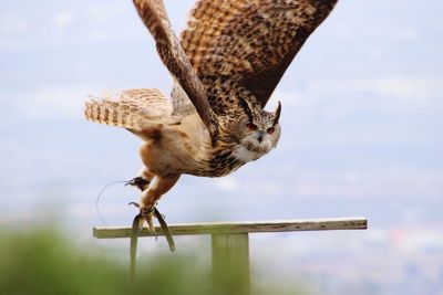 Bird flying against the sky