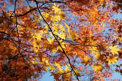 Low angle view of tree against sky during autumn