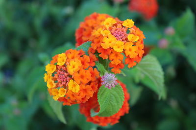 Close-up of orange flowering plant