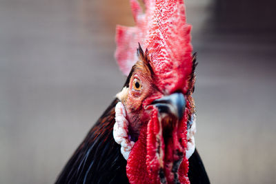 Close-up of rooster