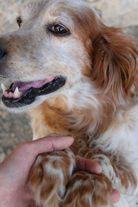 Close-up of dog sticking out tongue