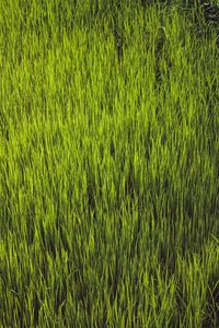 Full frame shot of rice field