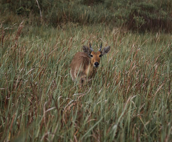 Portrait of lizard in a field