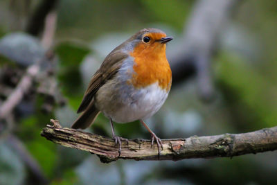 Close-up of bird perching outdoors