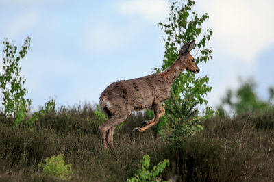 Low angle view of deer jumping on grassy field