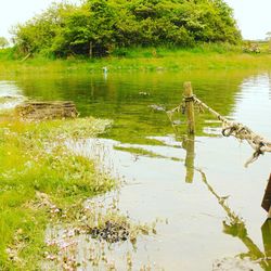 Reflection of trees in water