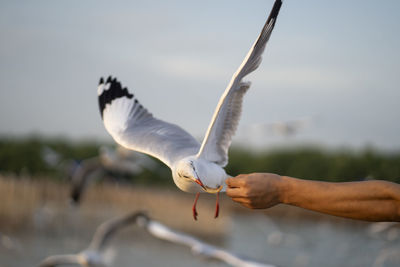 Cropped hand of man feeding seagull against sky