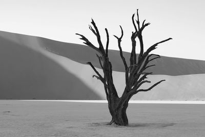 View of tree in desert against clear sky