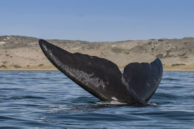 Whale swimming in sea against sky