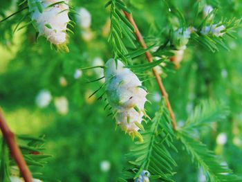 Close-up of pine cones hanging on tree