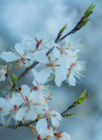 Close-up of white flowers