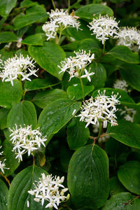 Close-up of white flowering plant