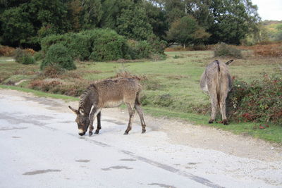 Deer on road amidst trees