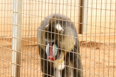 Close-up of monkey in cage