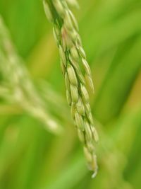 Close-up of wheat growing on plant