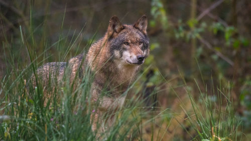 Close-up of fox