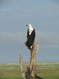 Bird perching on wooden post in field against sky