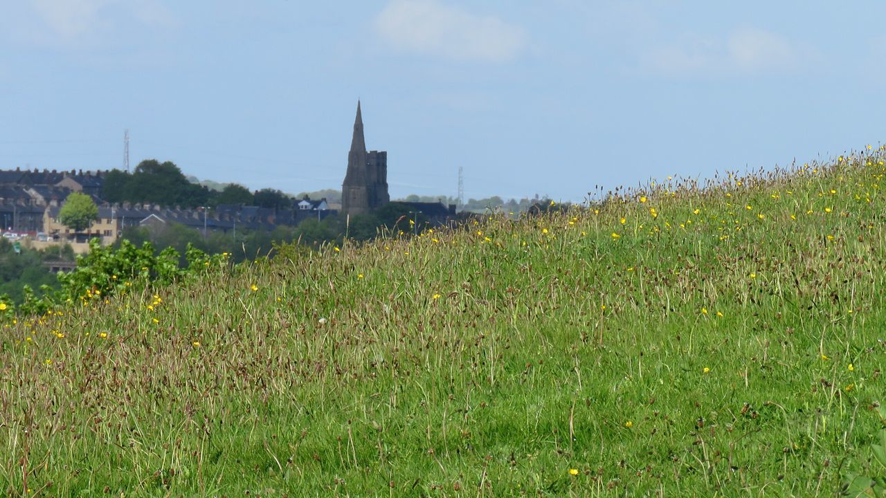 GRASS ON FIELD AGAINST SKY