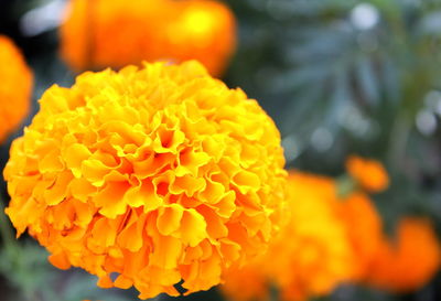 Close-up of marigold blooming outdoors