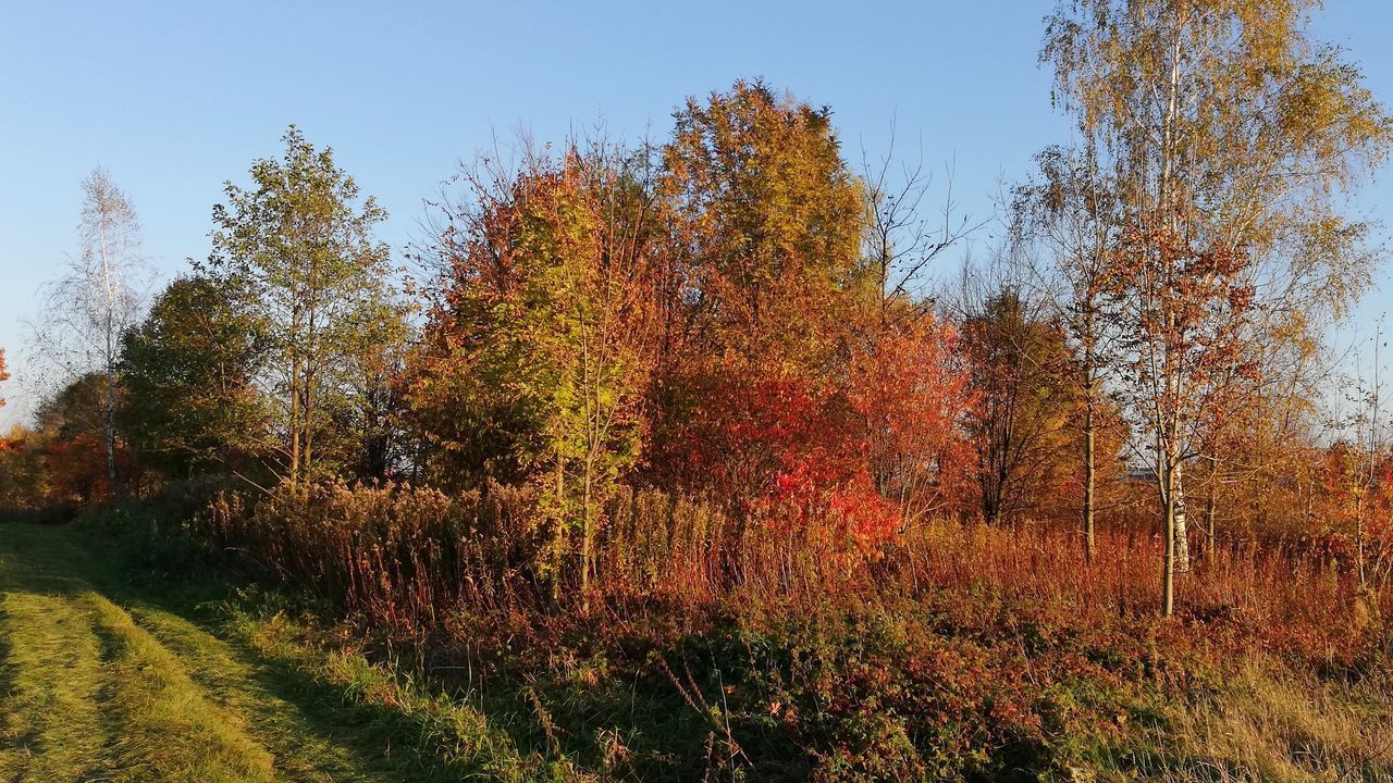 TREES ON FIELD AGAINST CLEAR SKY