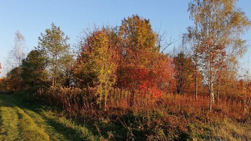 Trees on field against sky during autumn