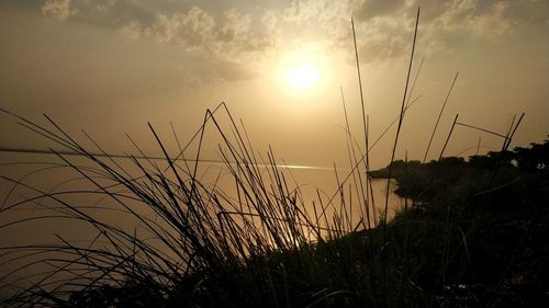 Silhouette plants against sky during sunset