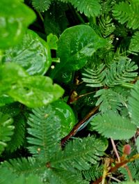 Close-up of leaves