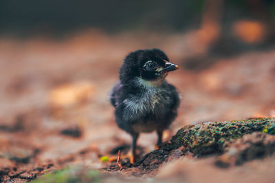 Close-up of bird perching on rock