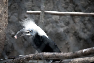 Close-up of bird perching on branch in zoo