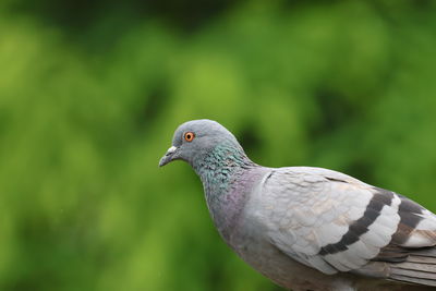 bird
