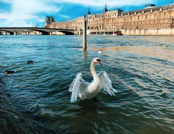 View of swans on bridge over water