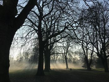 Bare trees in foggy weather