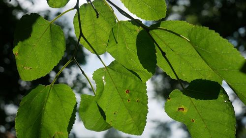 Close-up of green leaves