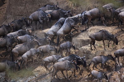 Herd of wildebeest running on hill
