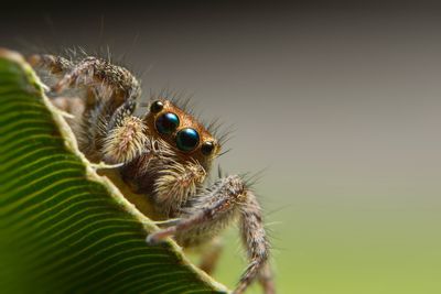 Close-up of spider