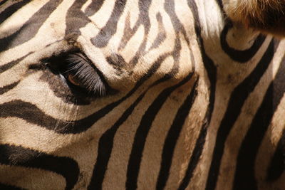 Full frame shot of zebra