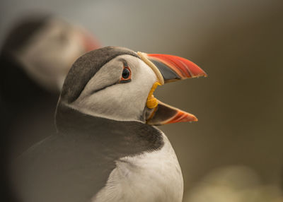 Close-up of a bird